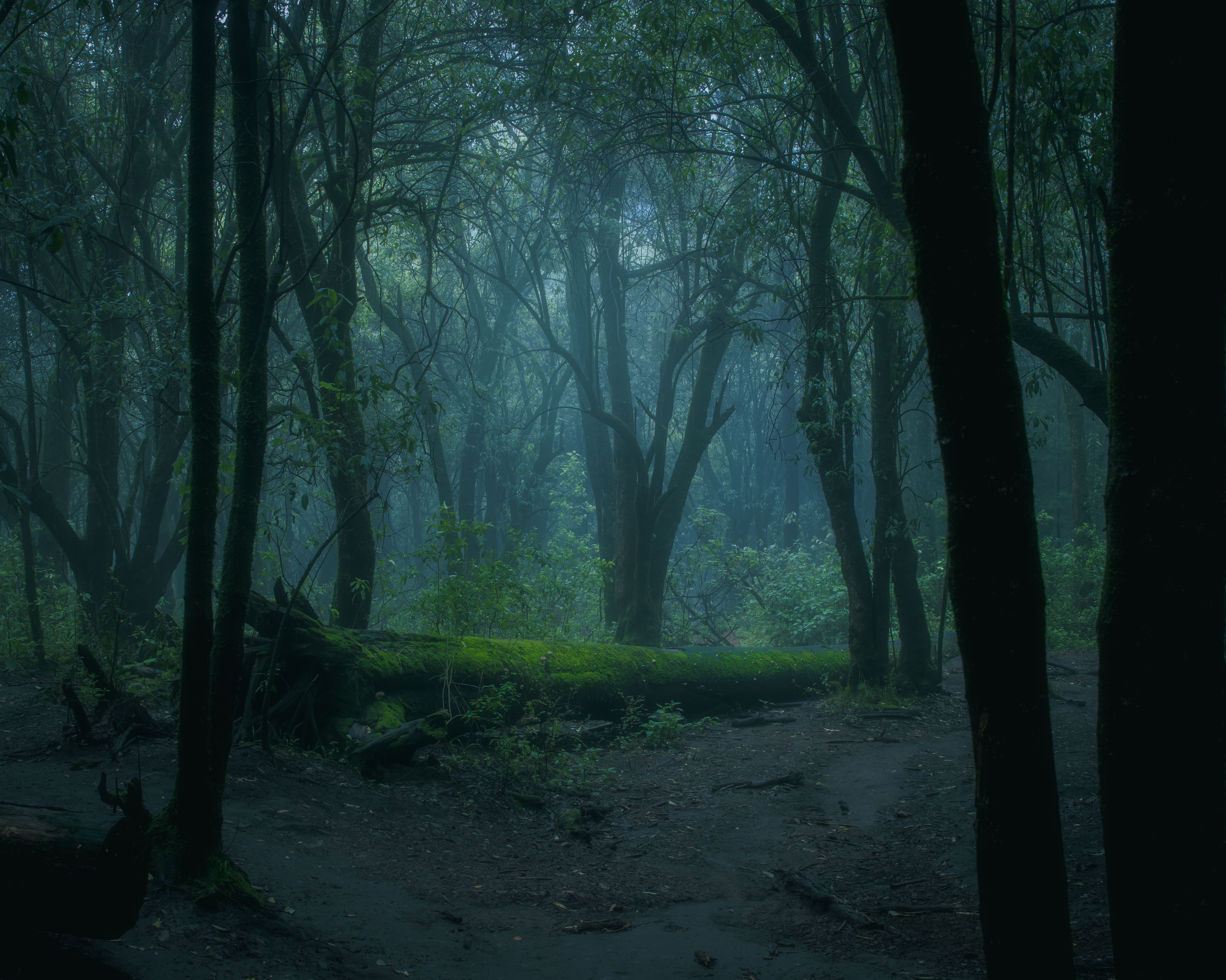 deep-woods.jpg