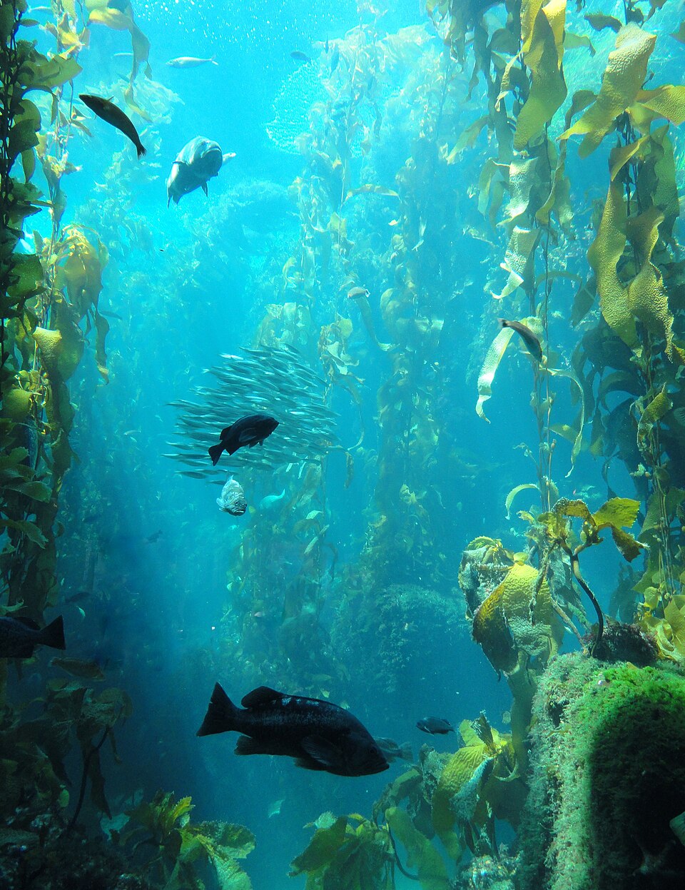 kelpforest.jpg