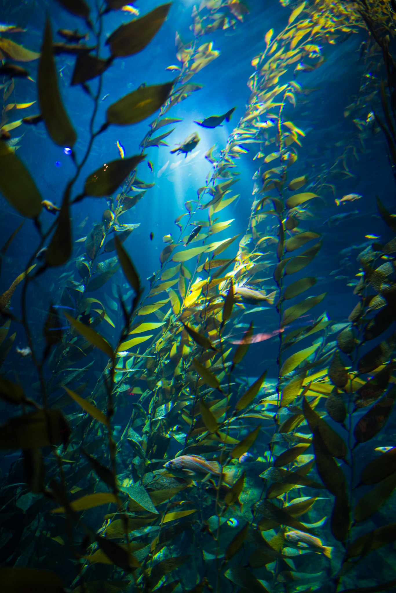 kelpforest1.jpg