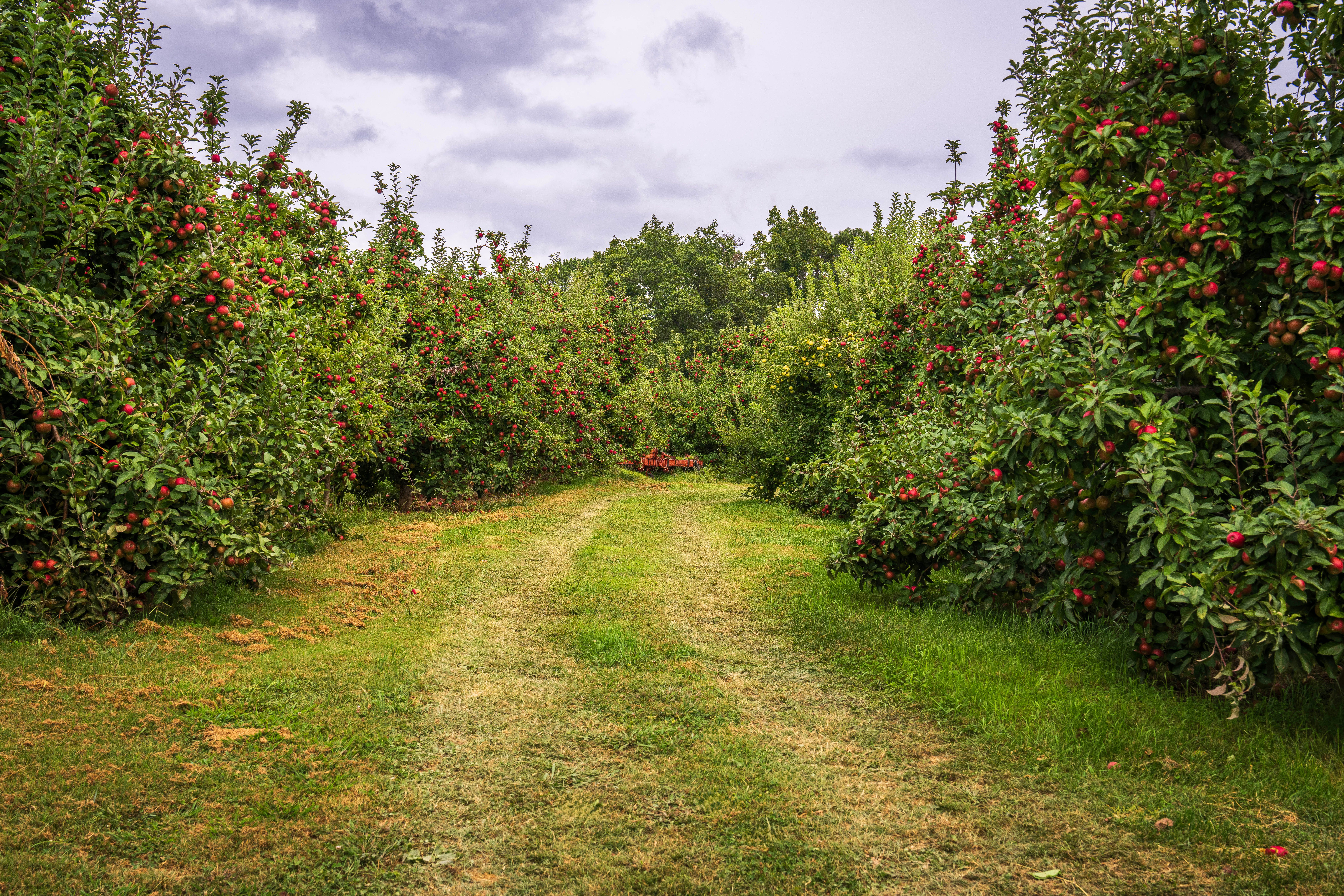 orchards.jpg