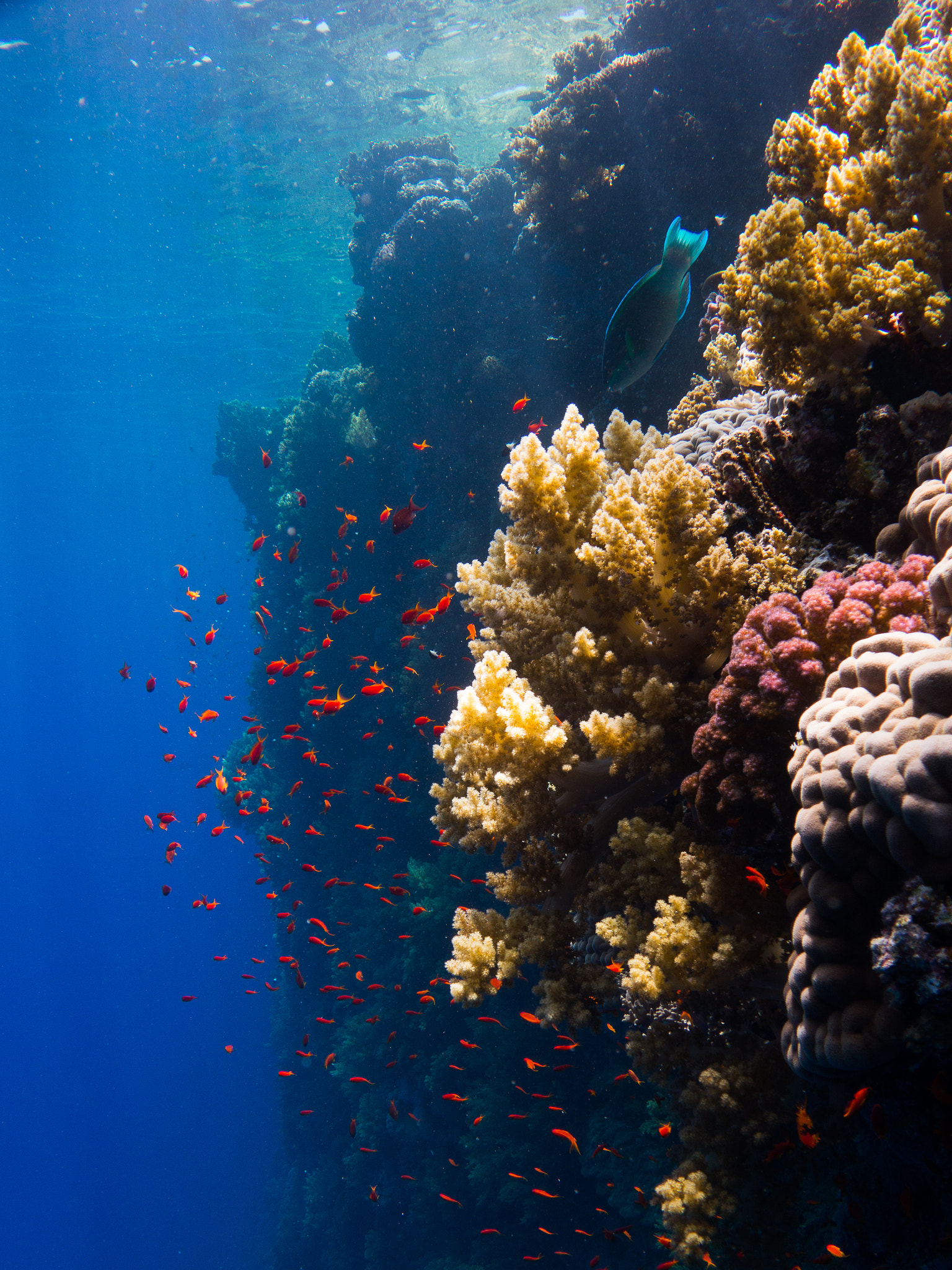 reef1.jpg