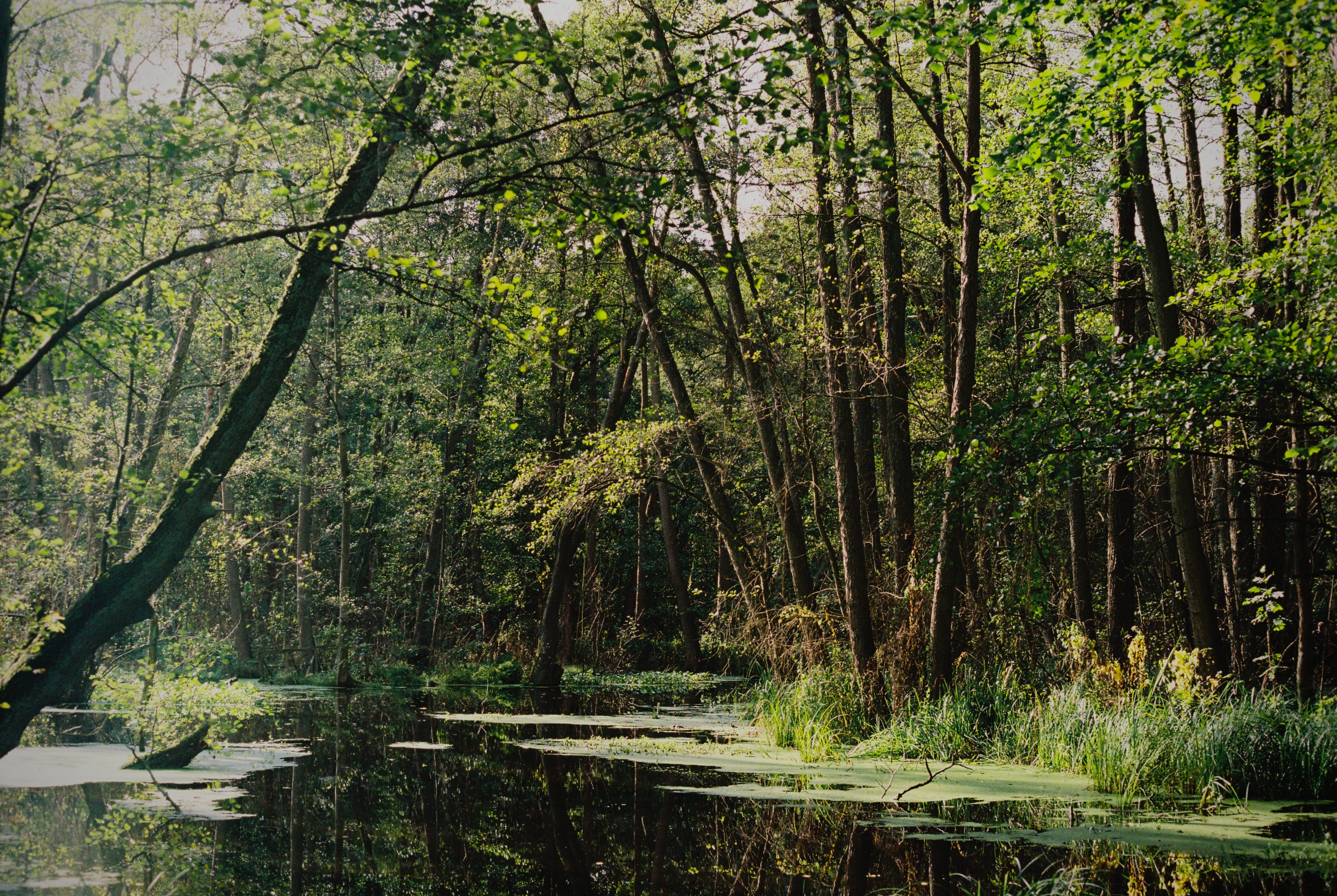 swamp.jpg